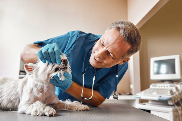 Best 24-Hour Emergency Dental Care in Lebanon South, PA